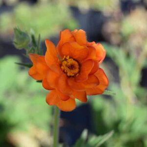 Geum 'Prinses Juliana' ---